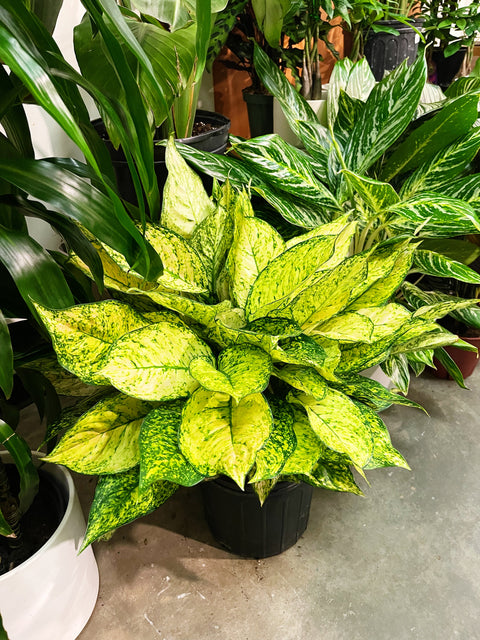 Aglaonema Pink Princess Etta Rose