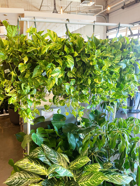 Pothos Golden