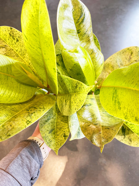 Ficus Elastica Shivereana Moonshine