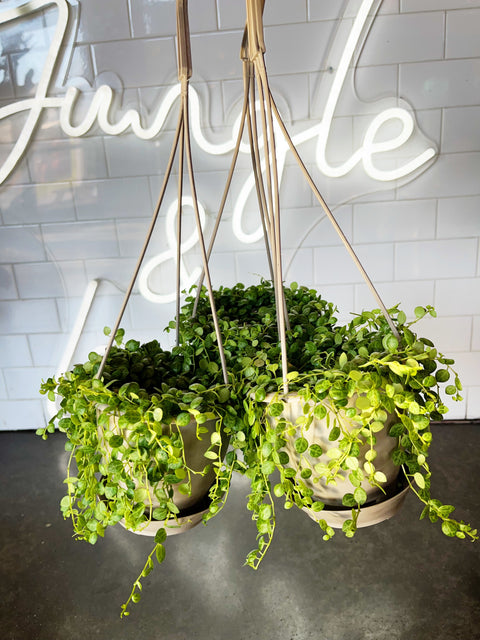 Peperomia Prostrata String of Turtles