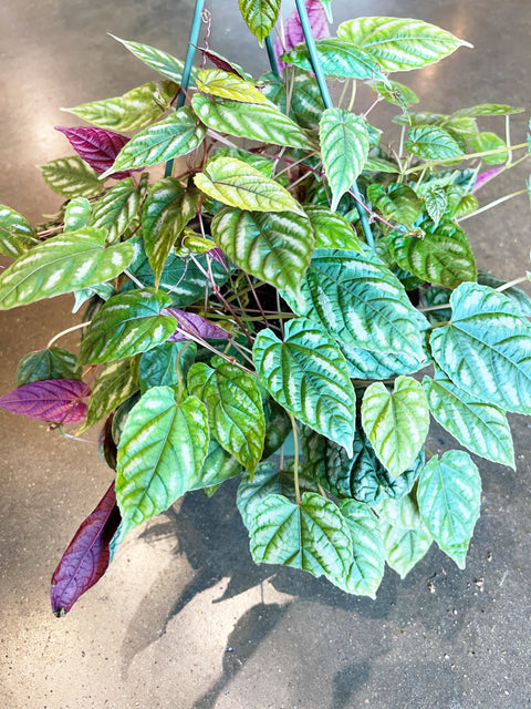 Cissus Discolor