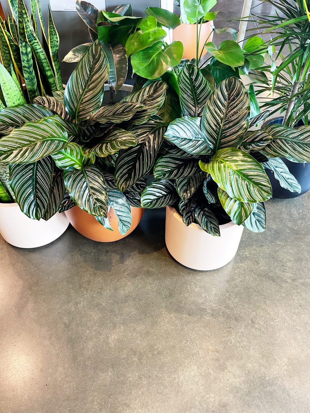 Calathea Ornata – Jungle & Loom