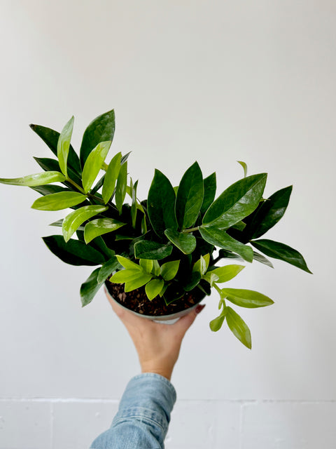 ZZ Plant