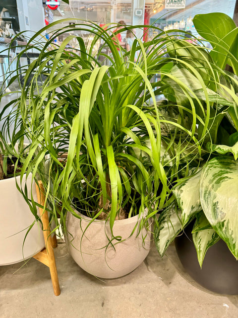 Ponytail Palm