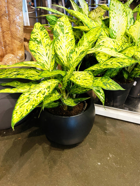 Dieffenbachia Starbright