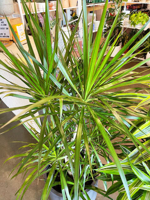 Dracaena Marginata Cane