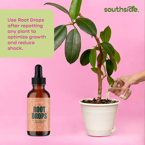 Root Drops for Propagations & Repotting