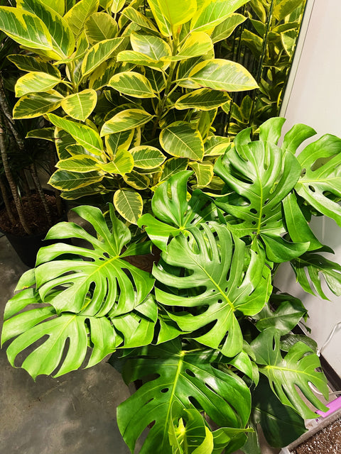 Monstera Deliciosa