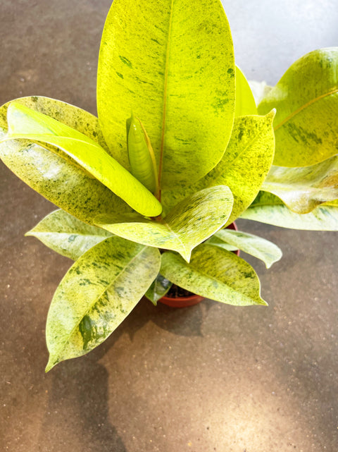 Ficus Elastica Shivereana Moonshine