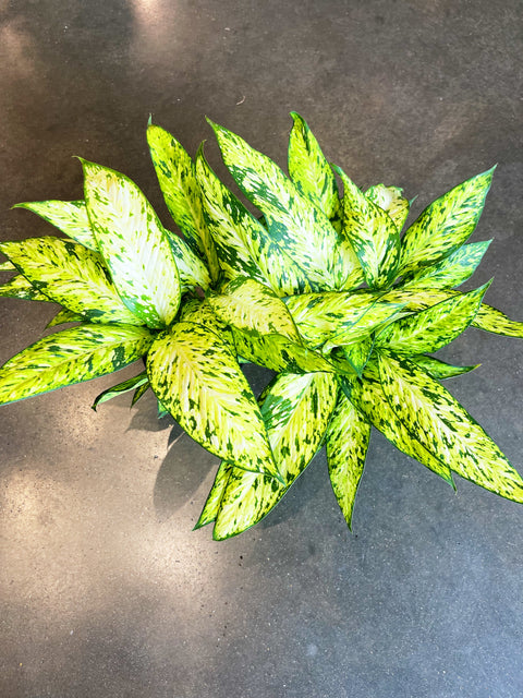 Dieffenbachia Starbright
