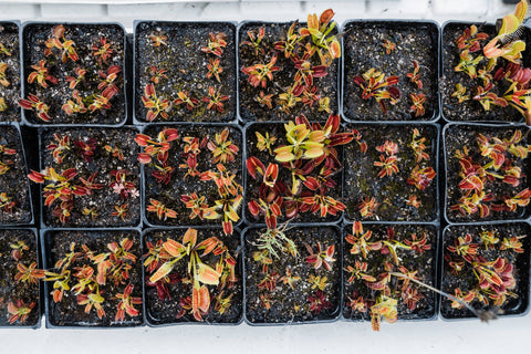 Venus Flytrap | Seed Grow Kit