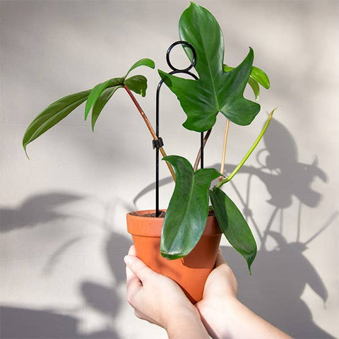 Mini Plant Stakes