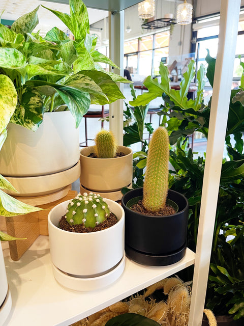 Assorted Cactus