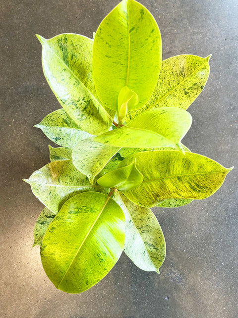 Ficus Elastica Shivereana Moonshine