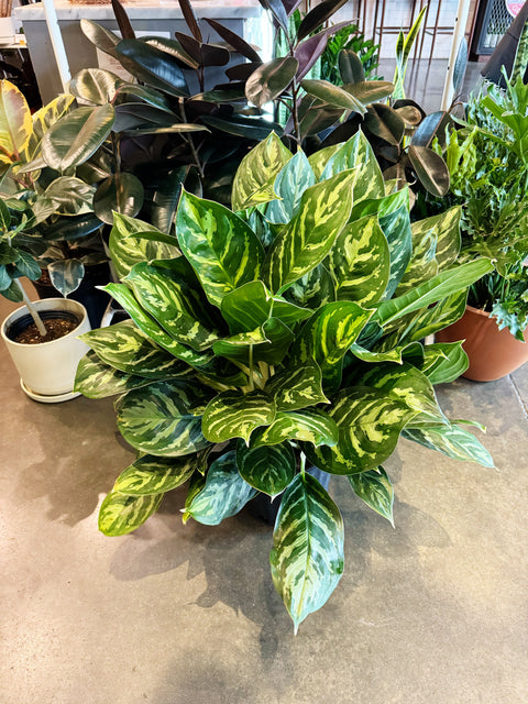 Aglaonema Legacy