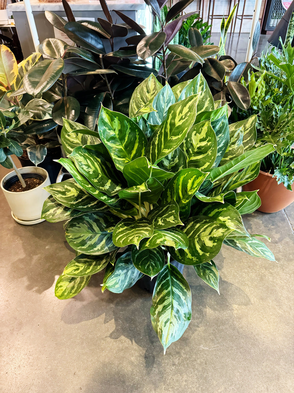 aglaonema black legacy Aglaonema Legacy – Jungle & Loom