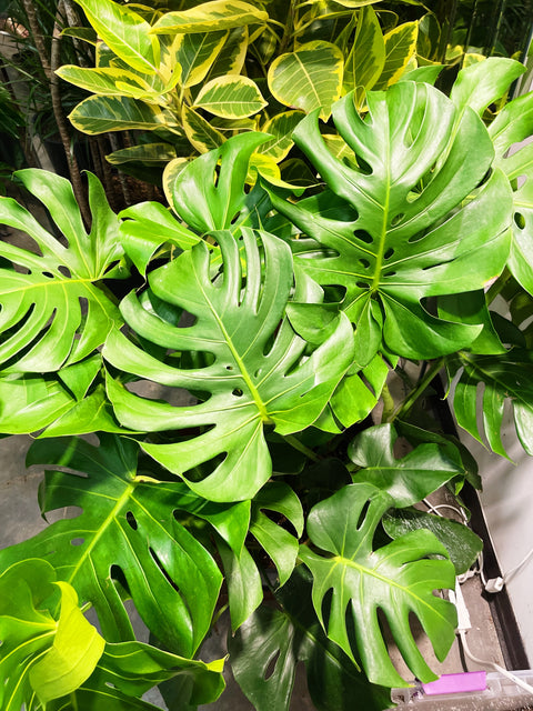 Monstera Deliciosa