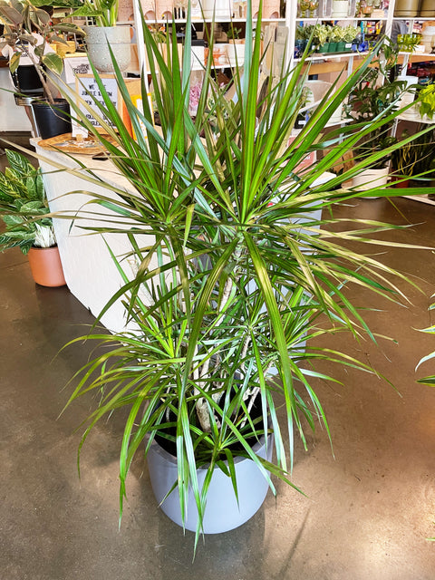 Dracaena Marginata Cane