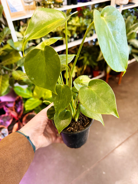 Monstera Deliciosa