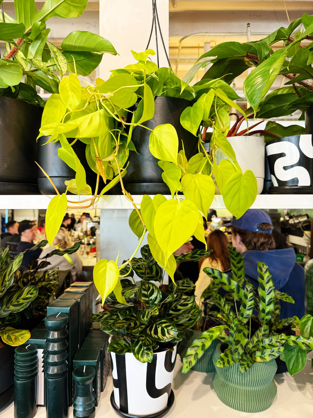 lemon lime philodendron Philodendron Lemon Lime – Jungle & Loom