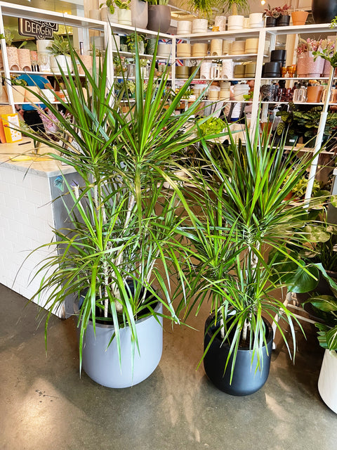 Dracaena Marginata Cane