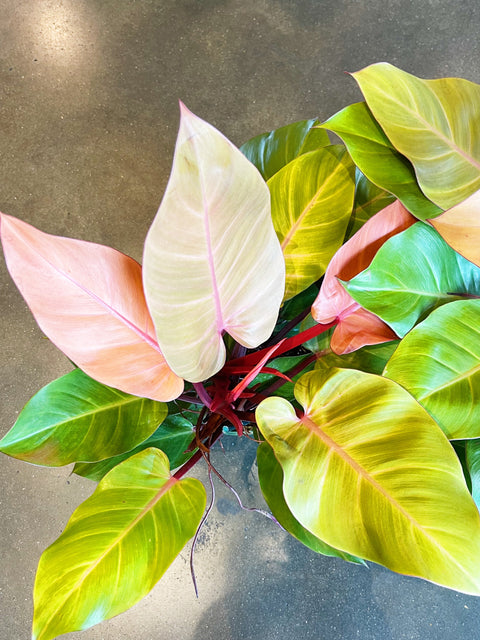 Philodendron McColley Finale