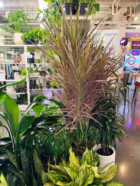 Dracaena Marginata Colorama
