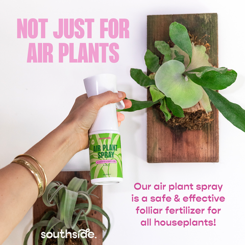 Air Plant Fertilizer Spray