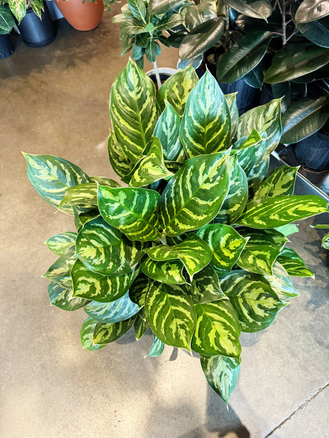 Aglaonema Legacy