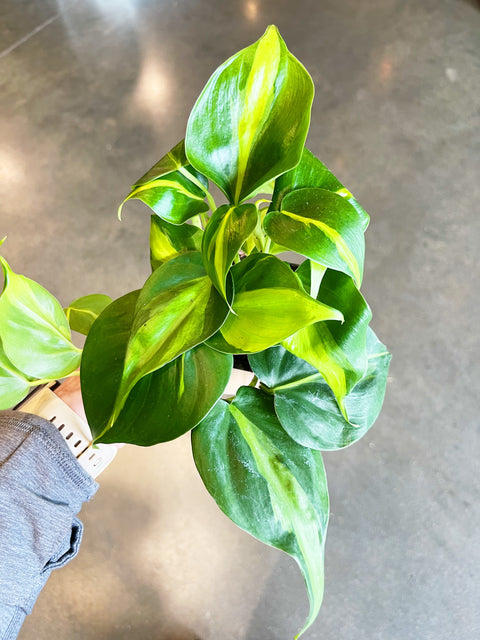 Philodendron Brasil