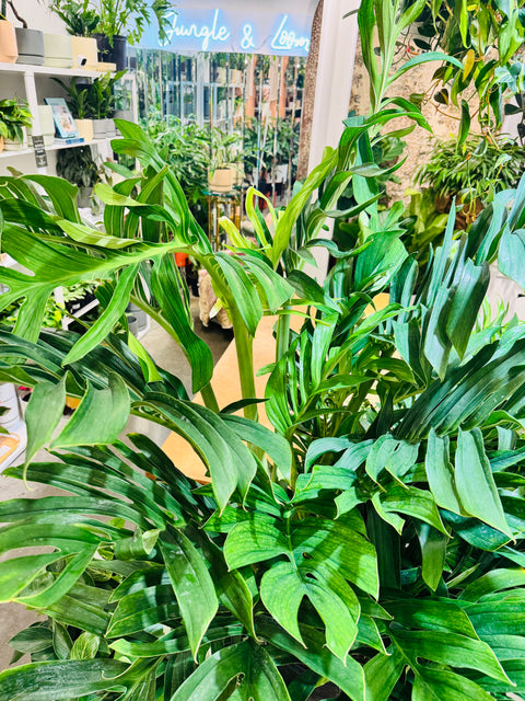 Monstera Pinnatipartita