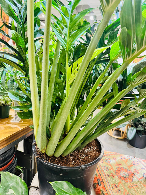 Monstera Pinnatipartita