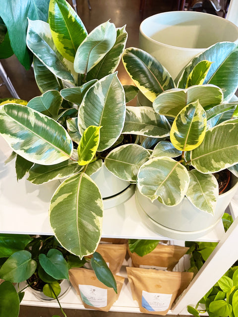 Ficus Elastica Tineke