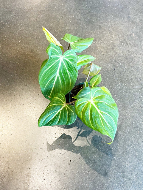 Philodendron Gloriosum