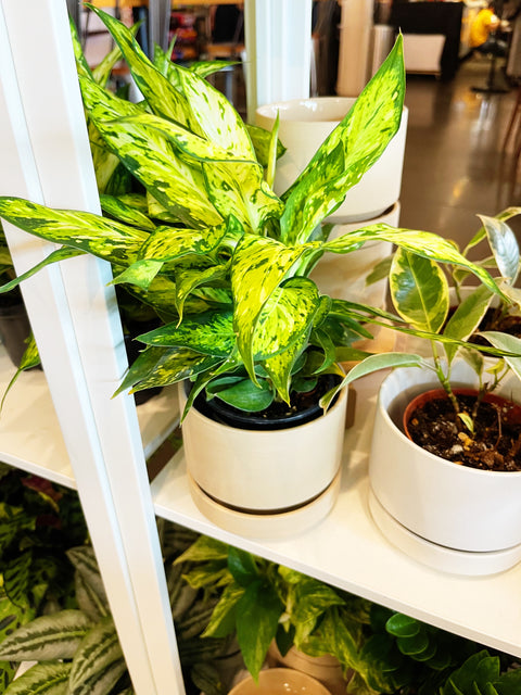 Dieffenbachia Starbright