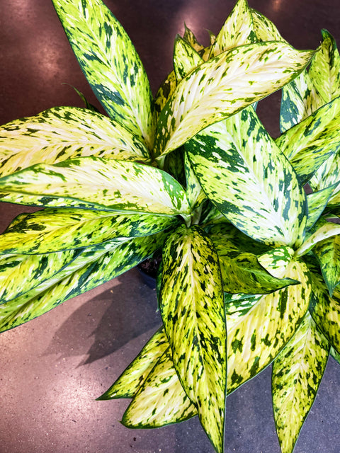 Dieffenbachia Starbright