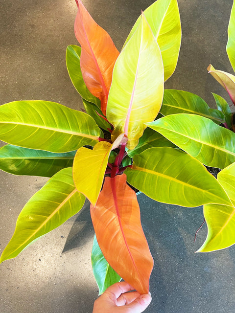 Philodendron Prince of Orange