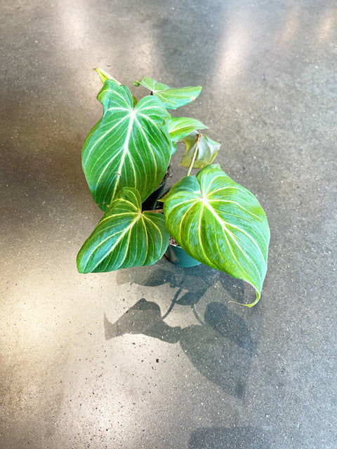 Philodendron Gloriosum