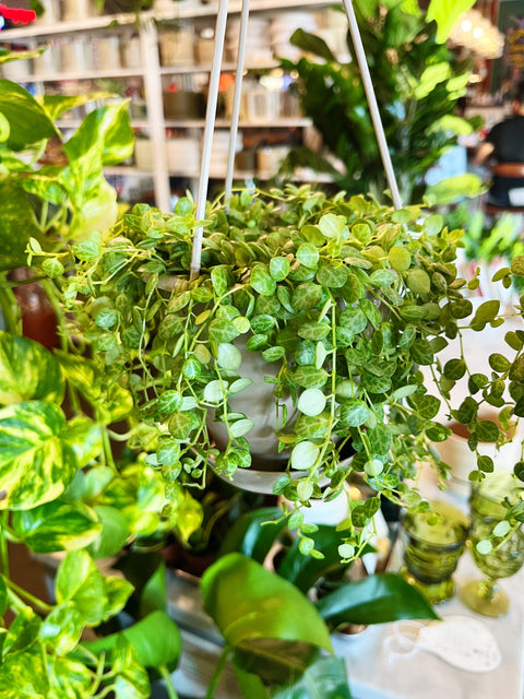 Peperomia Prostrata String of Turtles