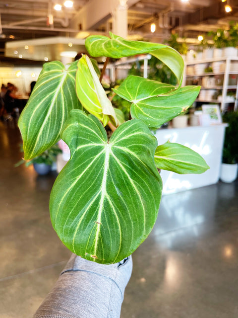 Philodendron Gloriosum
