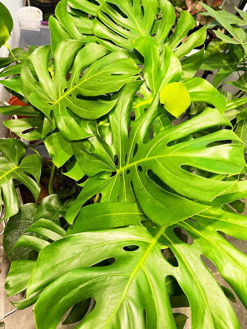 Monstera Deliciosa