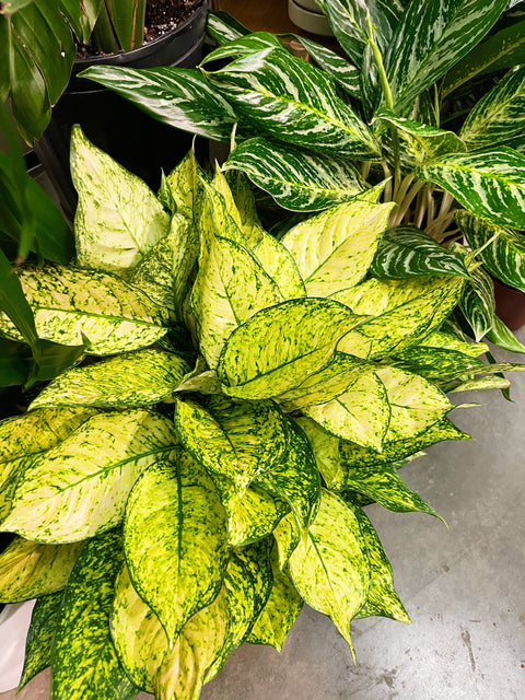 Aglaonema Pink Princess Etta Rose