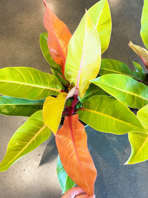 Philodendron Prince of Orange