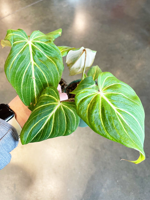 Philodendron Gloriosum