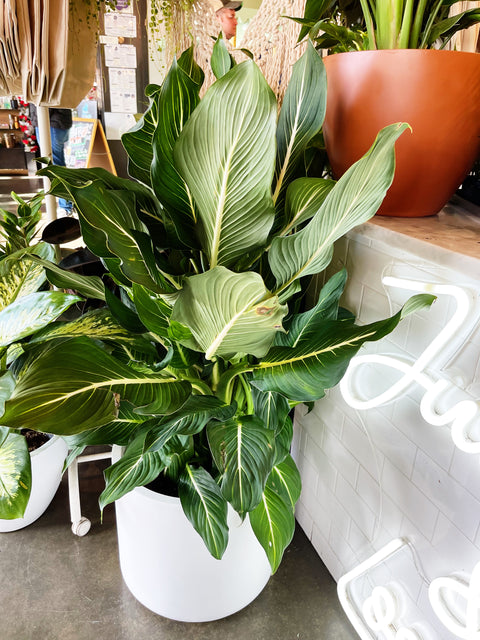 Dieffenbachia Sterling