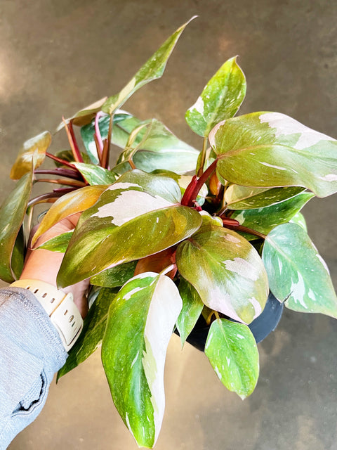Philodendron Pink Princess