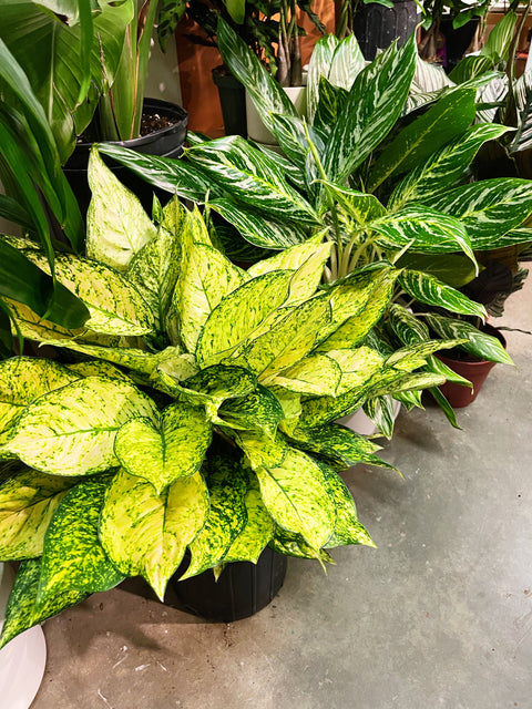 Aglaonema Pink Princess Etta Rose
