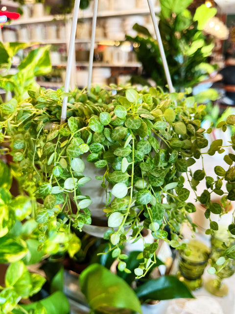Peperomia Prostrata String of Turtles