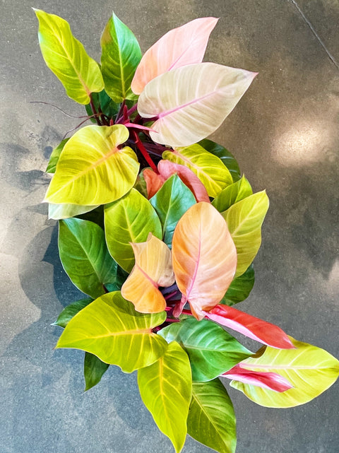 Philodendron McColley Finale