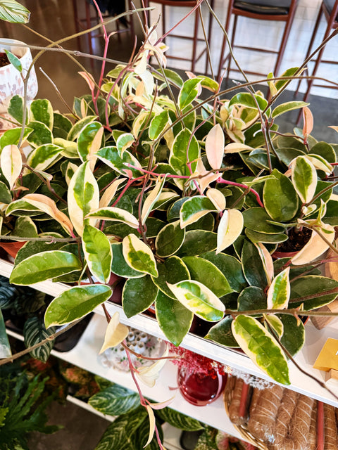 Hoya Krimson Queen